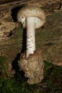 Image of Amanita peckiana Kauffman 1913