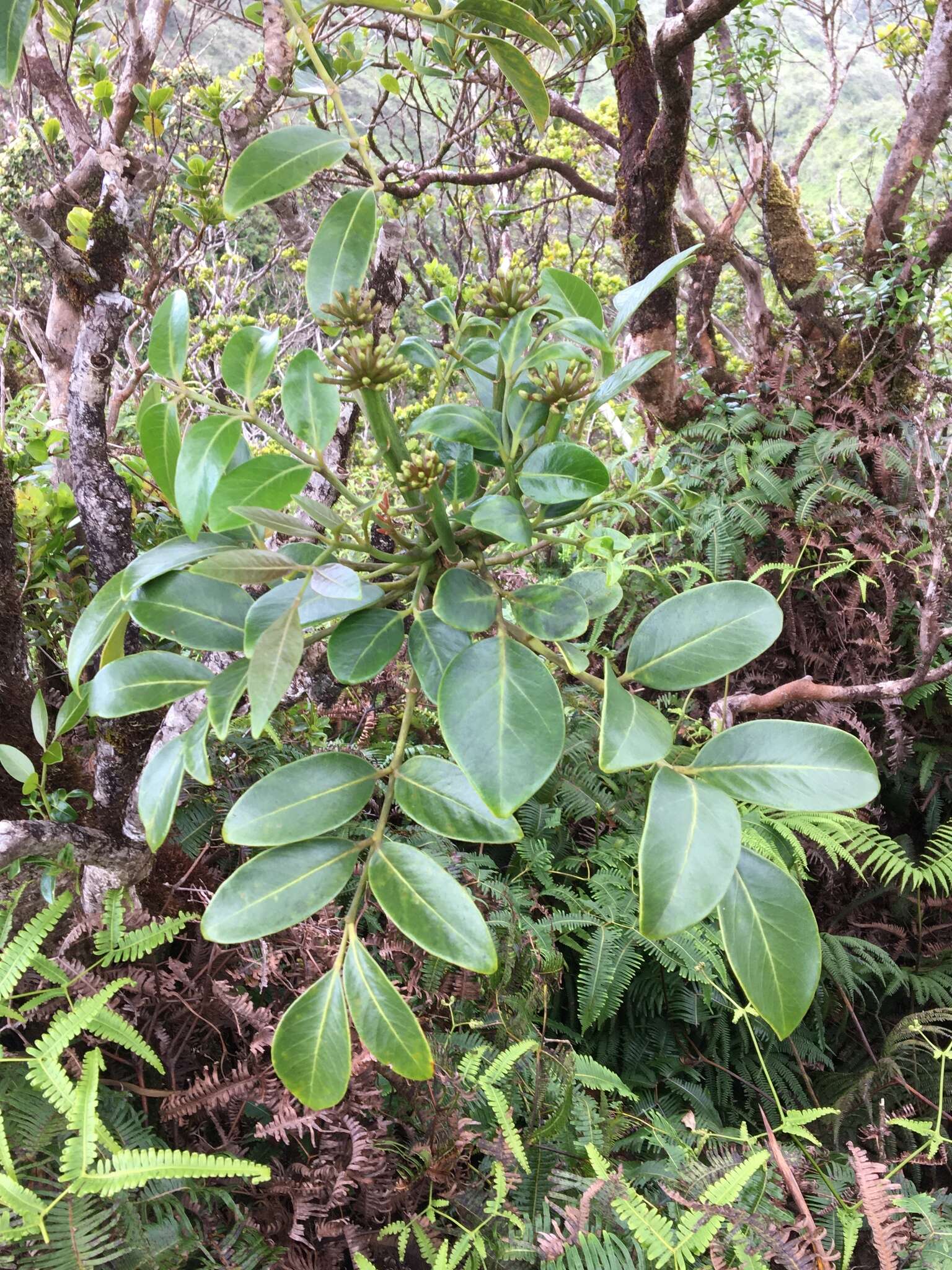 Polyscias oahuensis (A. Gray) Lowry & G. M. Plunkett的圖片