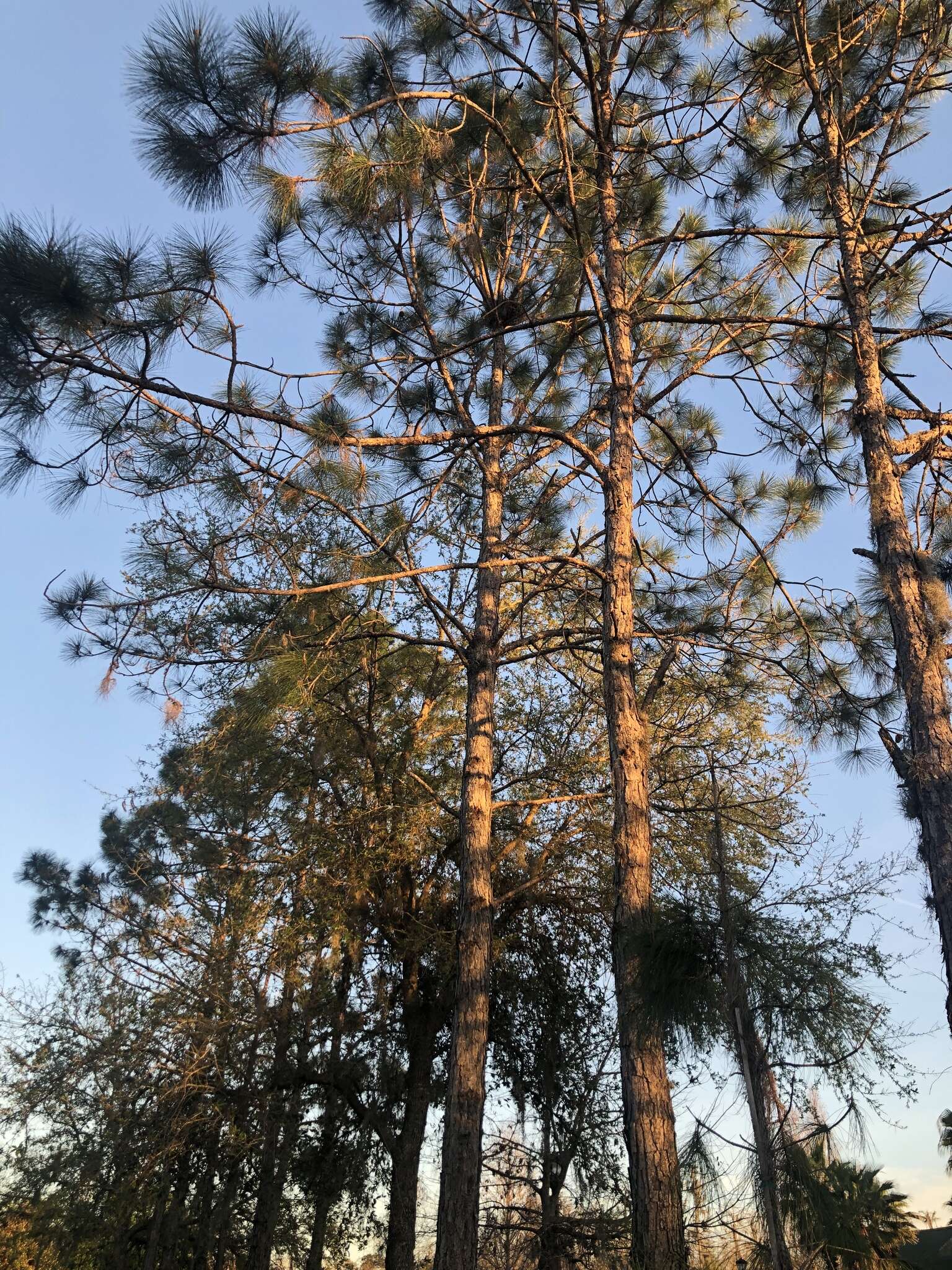 Image of south florida slash pine