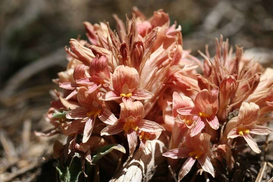 Imagem de Aphyllon californicum subsp. feudgei (Munz) A. C. Schneid.