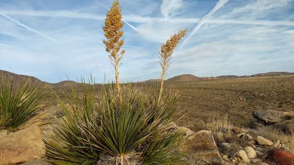 Image of Parry's beargrass