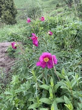 Image of Paeonia intermedia C. A. Mey. ex Ledeb.