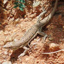 Image of Multi-ocellated Racerunner