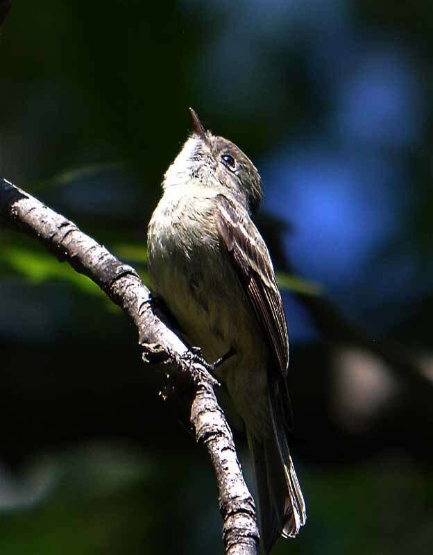 Empidonax hammondii (Xántus 1858)的圖片