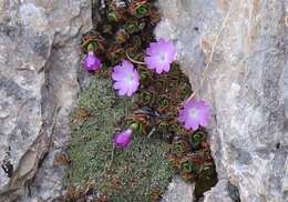 Image of Primula tyrolensis H. W. Schott