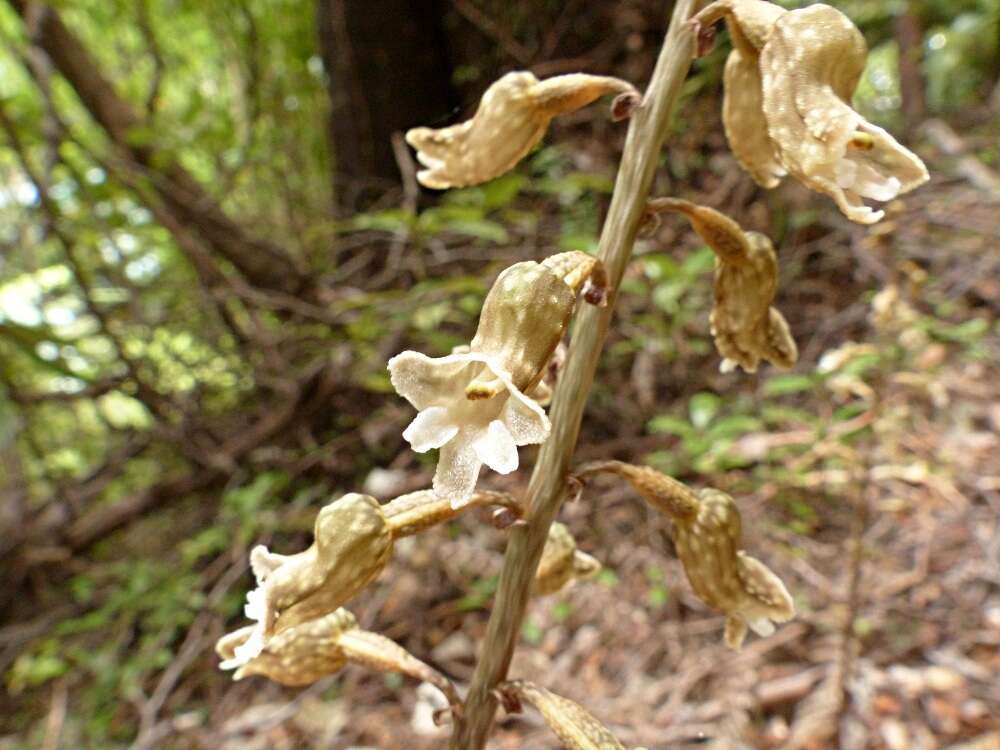 Image of Gastrodia cunninghamii Hook. fil.