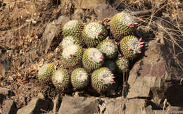 صورة Mammillaria karwinskiana subsp. nejapensis (R. T. Craig & E. Y. Dawson) D. R. Hunt