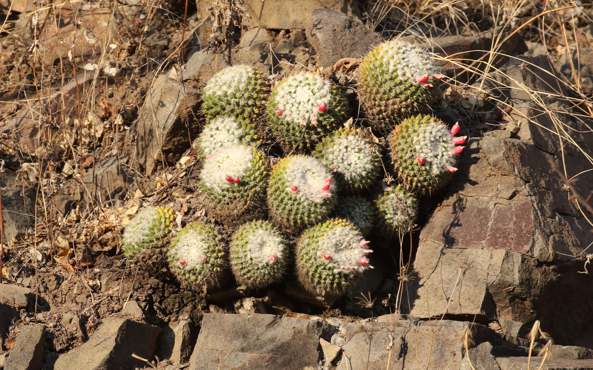 Image of Mammillaria karwinskiana subsp. nejapensis (R. T. Craig & E. Y. Dawson) D. R. Hunt