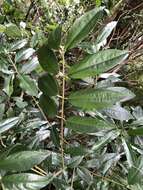 Image of Lasianthus henryi Hutch.