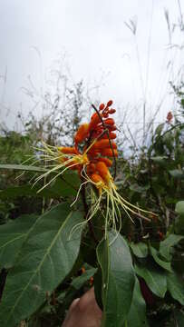 Image of Steriphoma peruvianum Spruce ex Eichl.