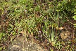 Imagem de Tulbaghia maritima Vosa