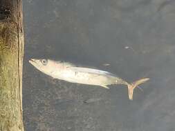 Image of Albacore Fish