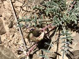 Imagem de Astragalus waterfallii Barneby