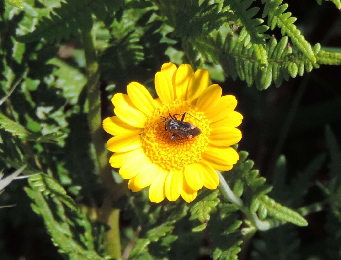 Image of Closterotomus cinctipes (A. Costa 1853)