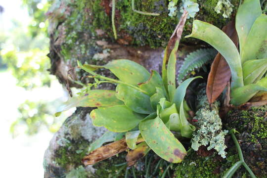 Image de Catopsis sessiliflora (Ruiz & Pav.) Mez