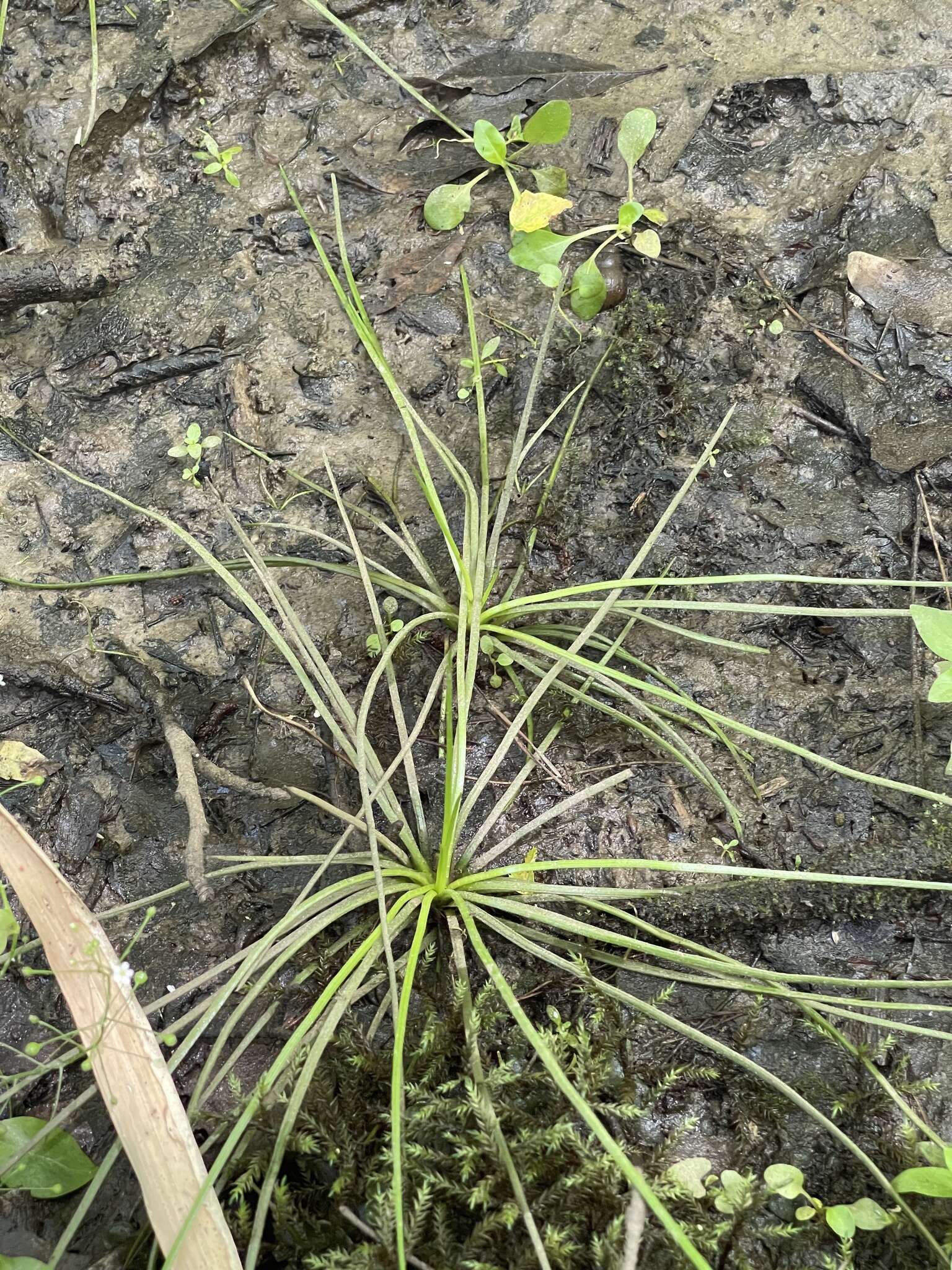 Image of Appalachian quillwort