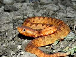 Image of Dunn's Hognose Viper