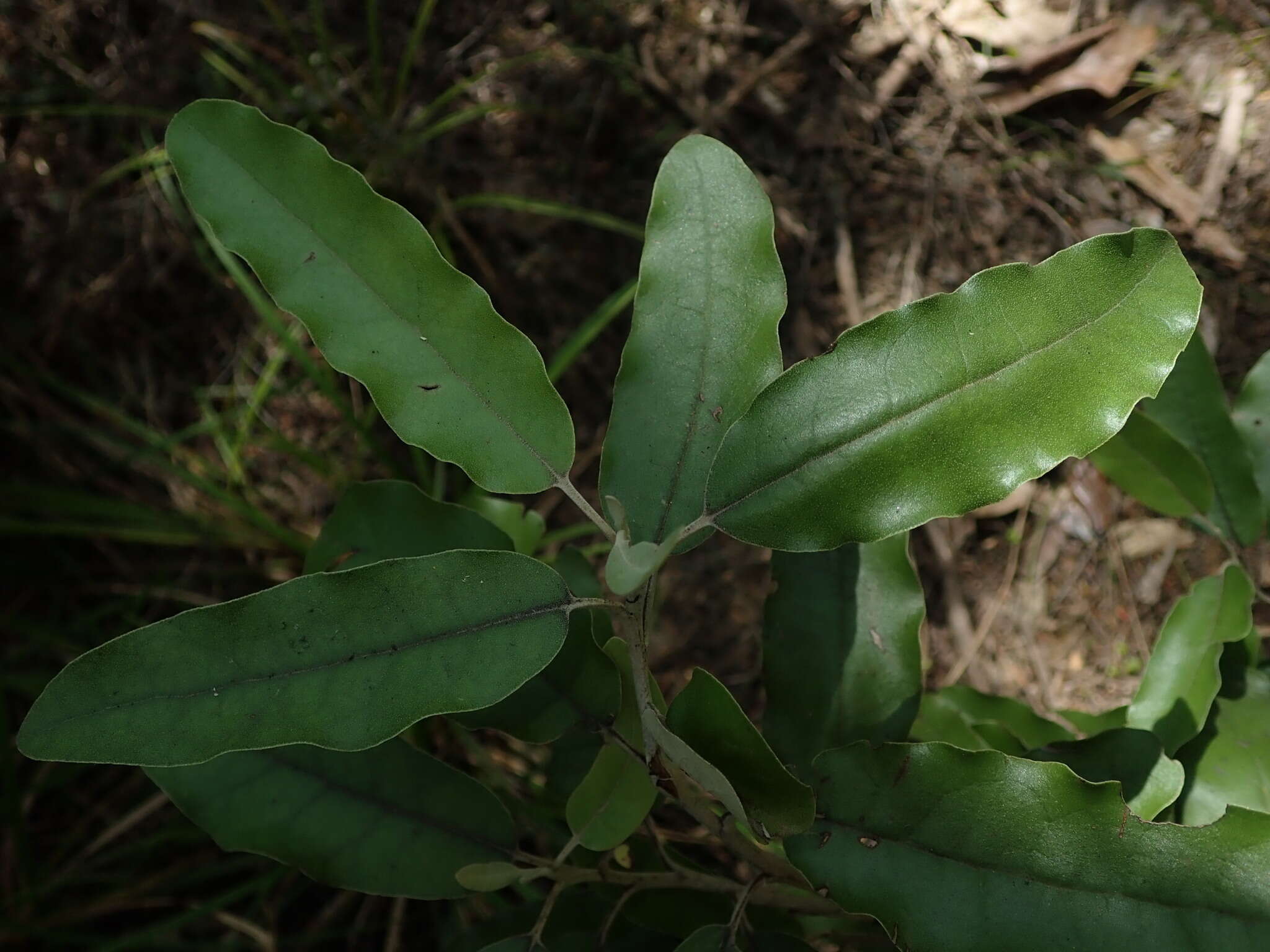 Image de Olearia albida var. angulata (T. Kirk) Allan