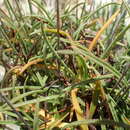 Sivun Armeria soleirolii (Duby) Godron kuva
