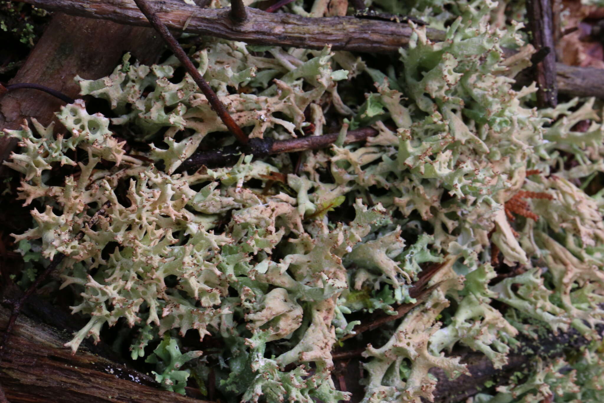 Image of Cladonia turgida Ehrh. ex Hoffm.