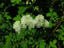 Image of Trautvetteria caroliniensis var. occidentalis (A. Gray) C. L. Hitchc.