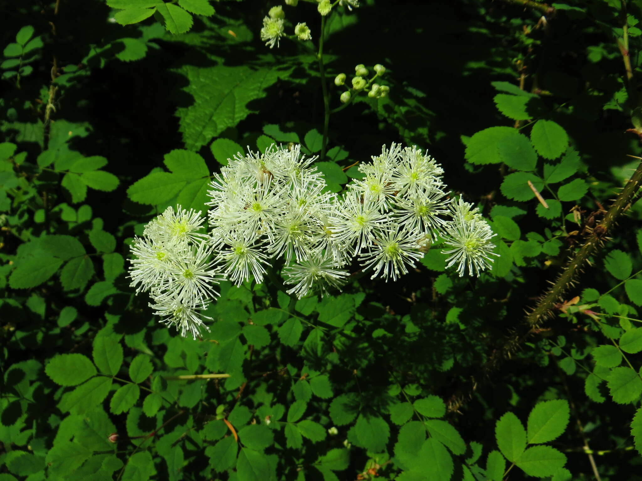 Image of Trautvetteria caroliniensis var. occidentalis (A. Gray) C. L. Hitchc.