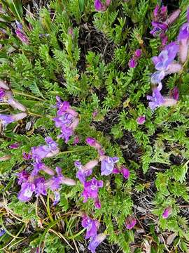 Image of stalkpod locoweed