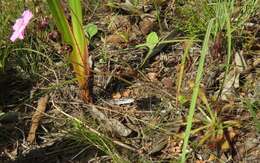 Image of Drosera hilaris Cham. & Schlechtd.