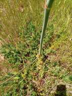 Image of Thapsia foetida L.