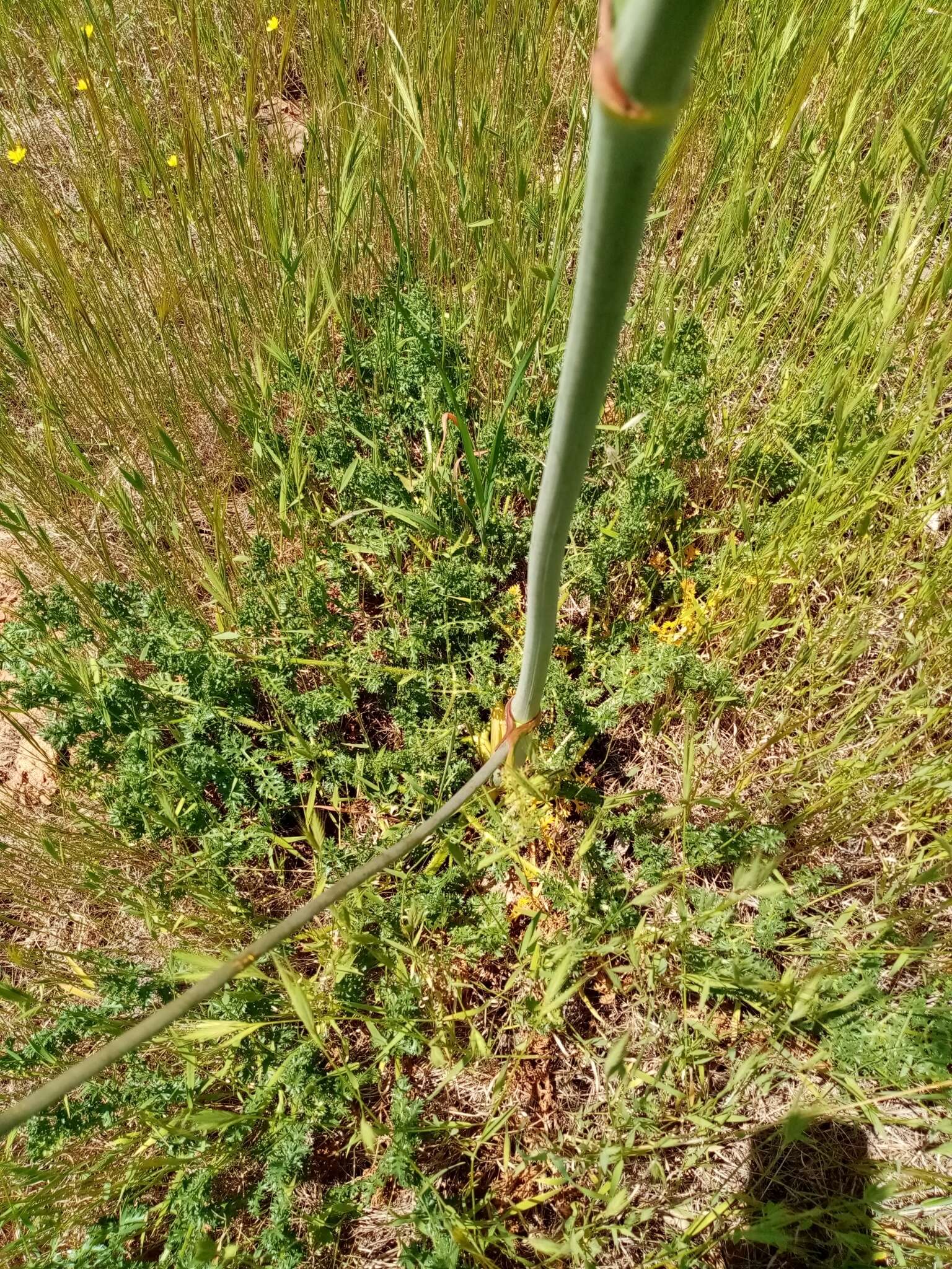 Image of Thapsia foetida L.