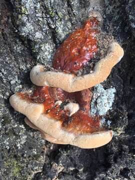 Imagem de Ganoderma sessile Murrill 1902