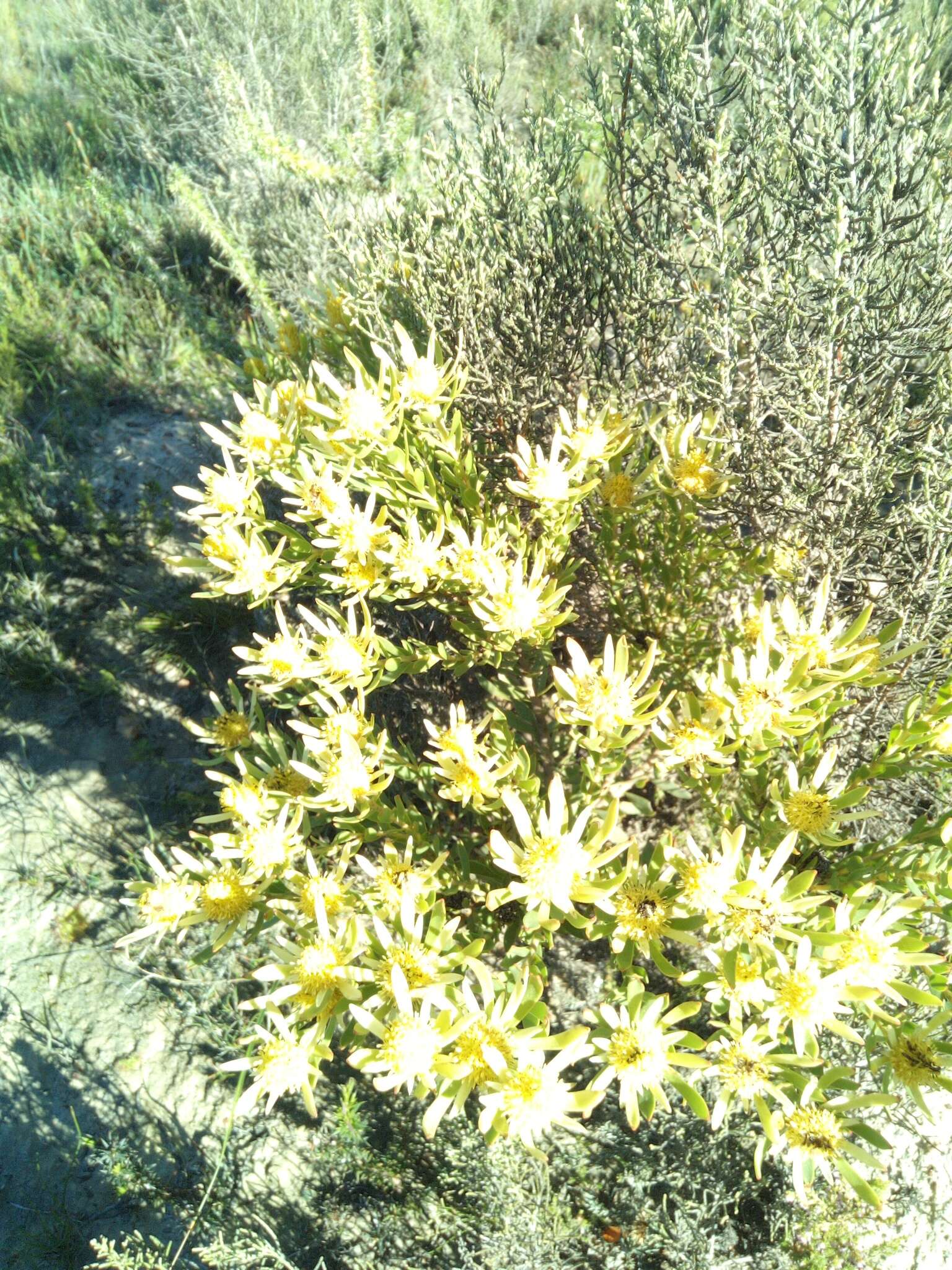 Image of Leucadendron modestum I. Williams