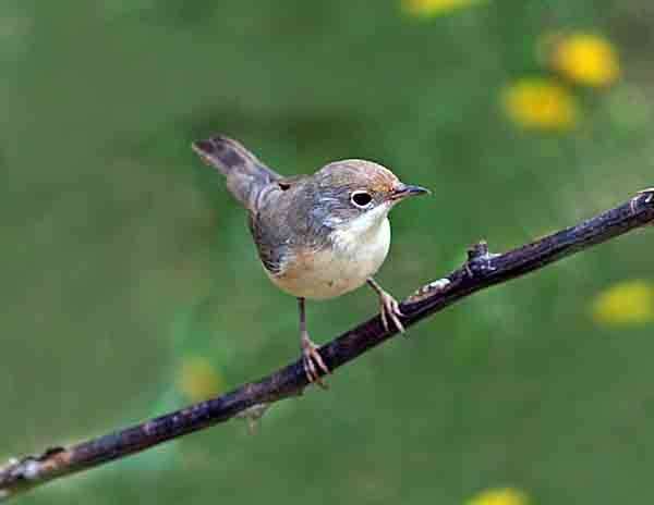 Image of Moltoni's Warbler