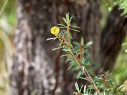 Imagem de <i>Pultenaea rariflora</i>