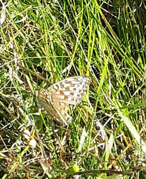 Image of Argynnis paphia valesina Esper 1800