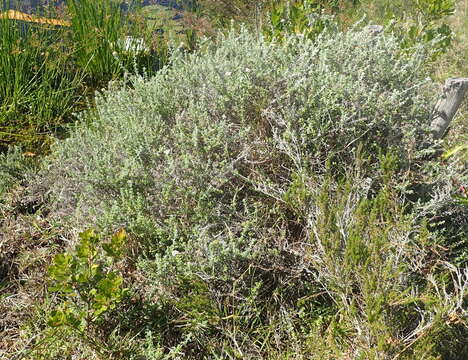 Plecostachys serpyllifolia (Berg.) O. M. Hilliard & B. L. Burtt的圖片