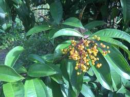 Plancia ëd Miconia longifolia (Aubl.) DC.