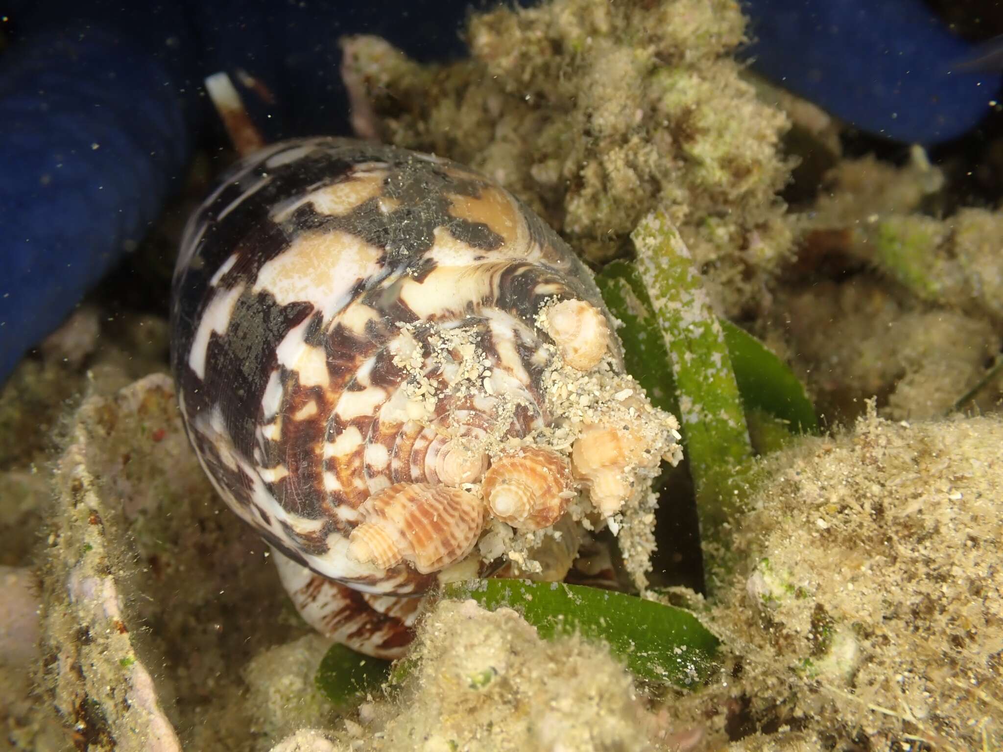 Image of Striated cone snail