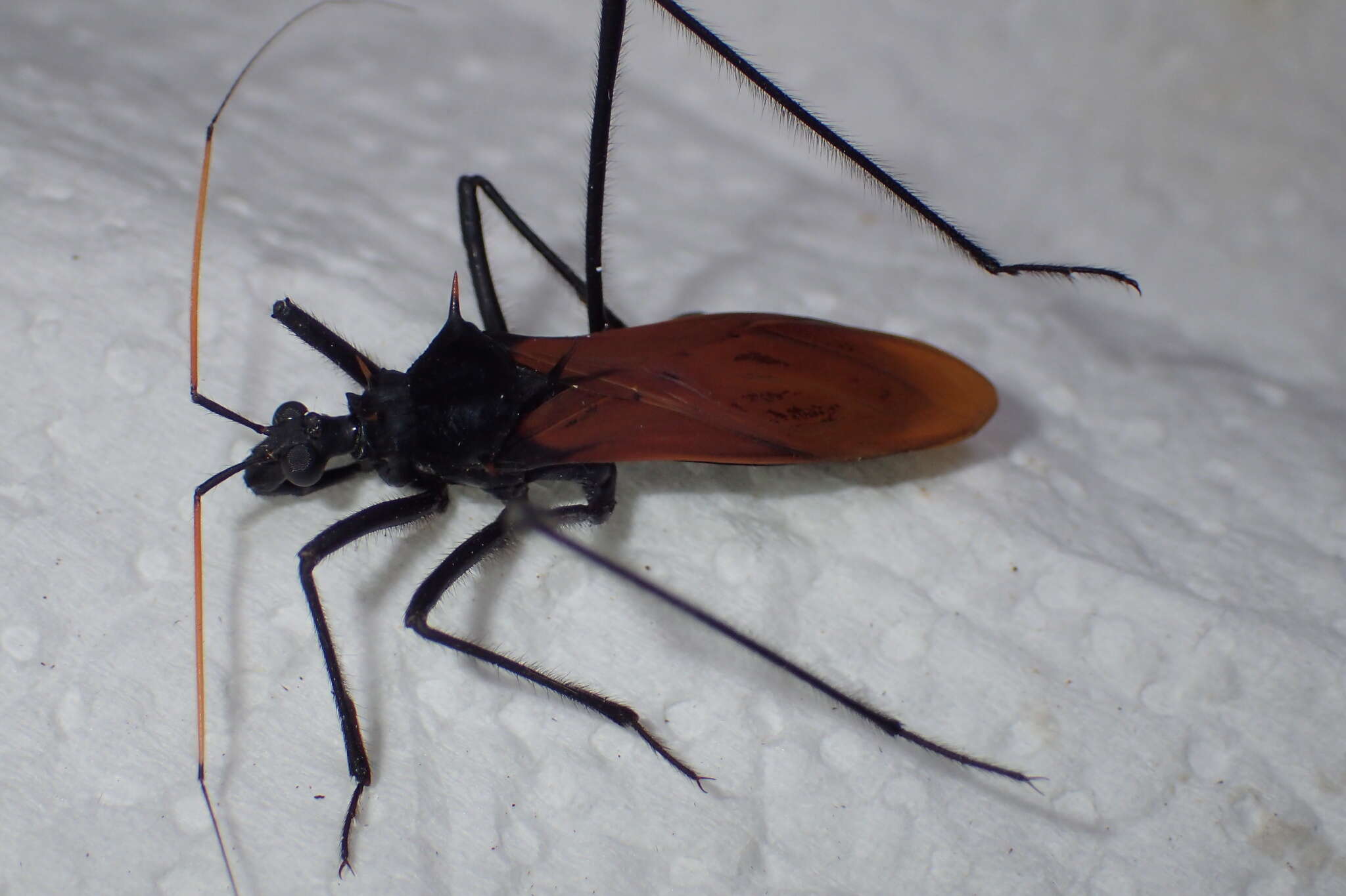 Image of Zelurus spinidorsis (Gray 1832)