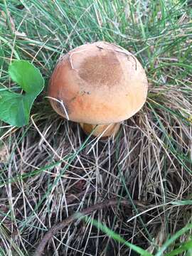 Image of Boletus subluridellus A. H. Sm. & Thiers 1971