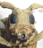 Image of Phryneta semirasa Dohrn 1885