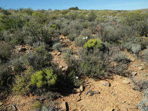 Image of Tylecodon wallichii subsp. wallichii