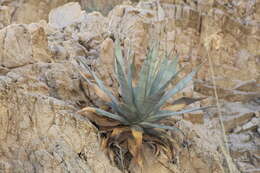 Image of Agave turneri R. H. Webb & Salazar-Ceseña