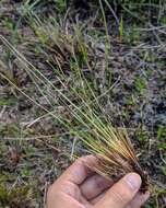 Image of Elliott's Yellow-Eyed-Grass