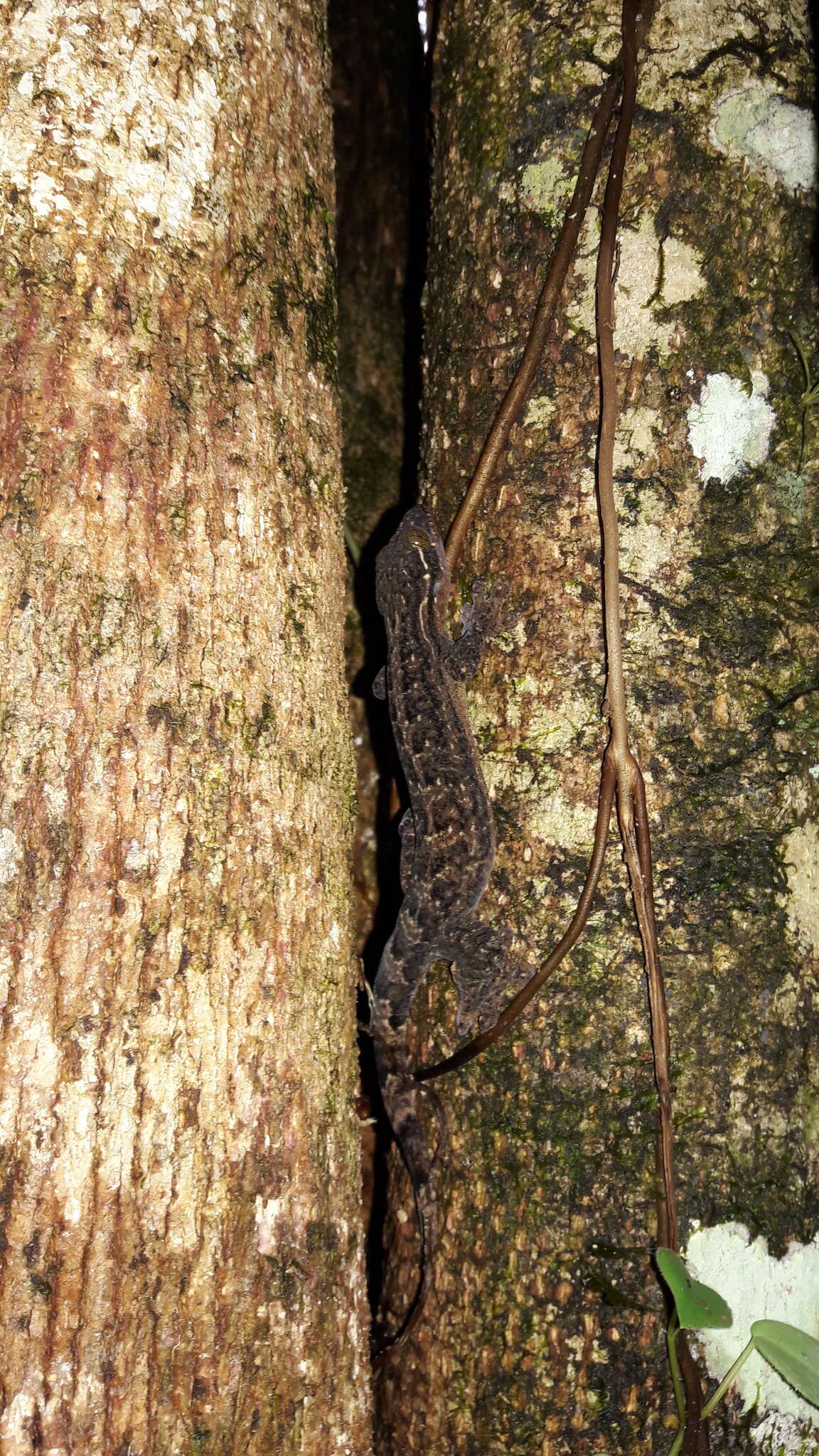 Image of turnip-tailed geckos