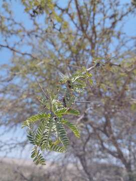 Imagem de Prosopis tamarugo Phil.