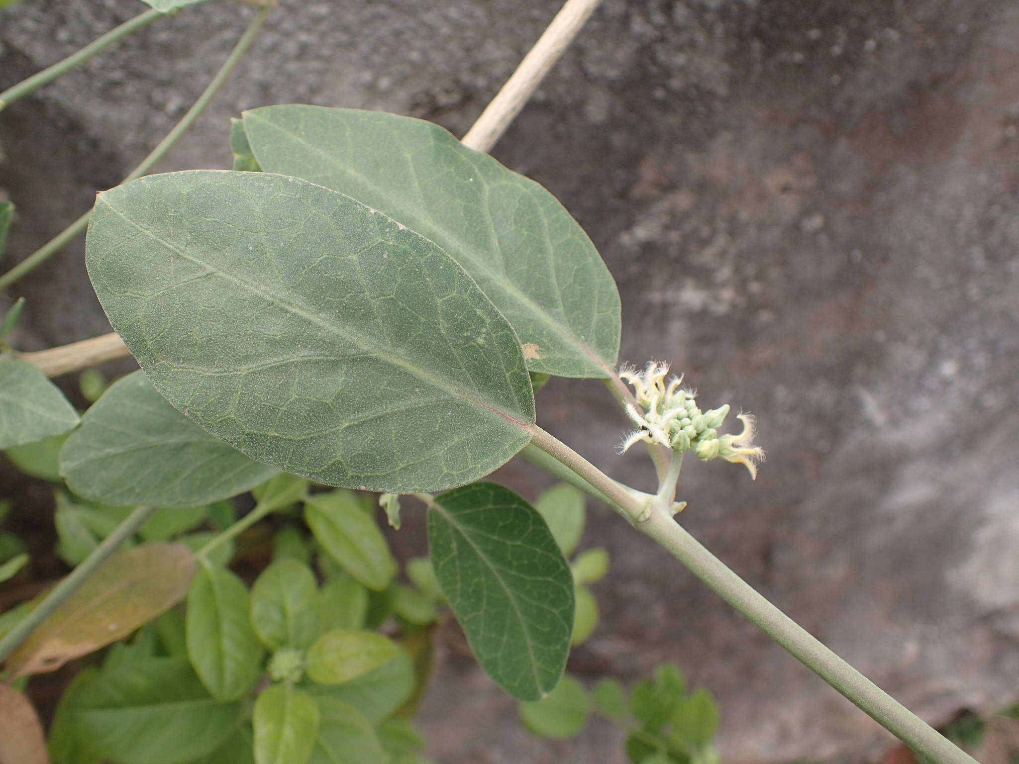 Image of <i>Leptadenia lanceolata</i>