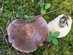 Image of Lactarius circellatus Fr. 1838