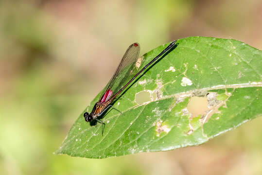 Image of Hetaerina capitalis Selys 1873