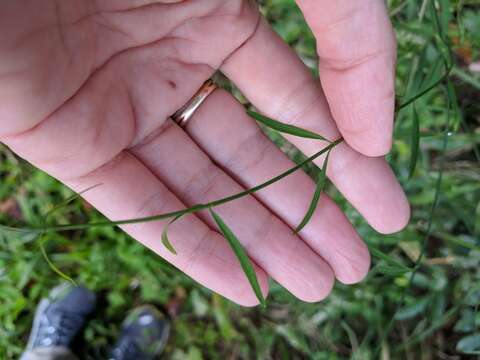 Image of leafless swallow-wort